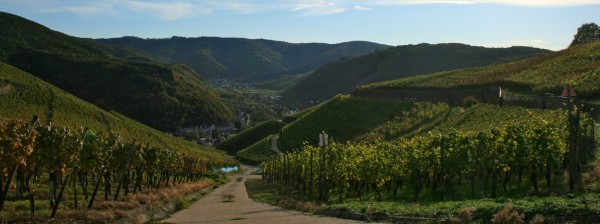 Hoch &uuml;ber dem Rotweinwanderweg bei Dernau